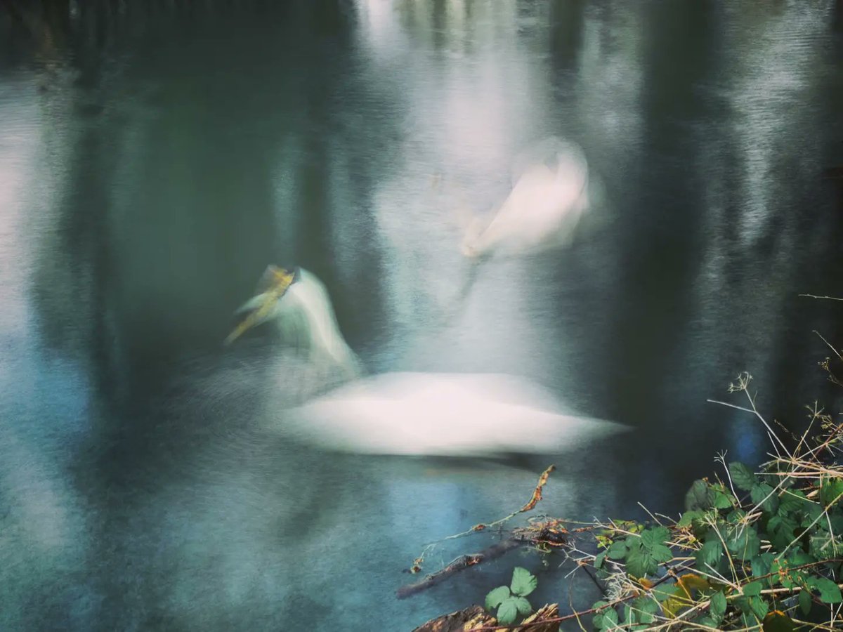 SteveAsh7's tweet photo. 'Ghost' wildfowl on the river - using a long exposure to track movement
-
#longexposure #ghostimage #rivers #wildfowl #wildlife #nature #hertford #herts #igersherts #igersuk https://t.co/g67rMSVNQA