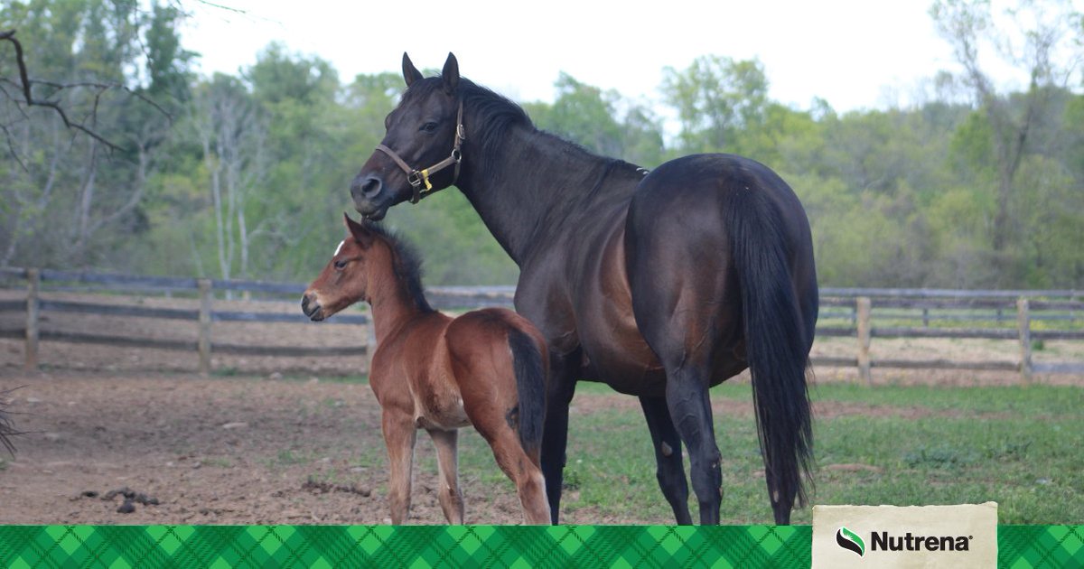 Many broodmares are in the last half of gestation at this time and proper nutrition is one of the keys to delivering a healthy foal. But what does that mean? bit.ly/3tHDvpe