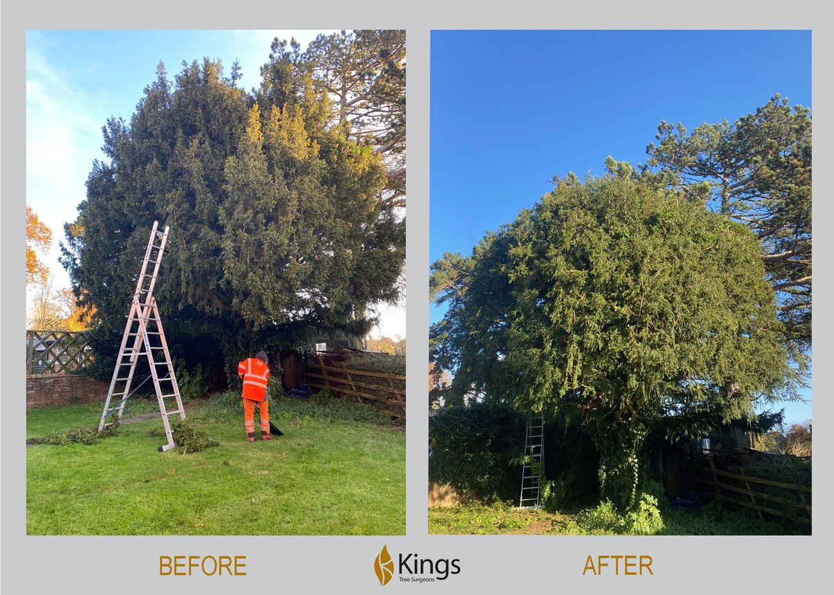 Kings Landscapes tweet media