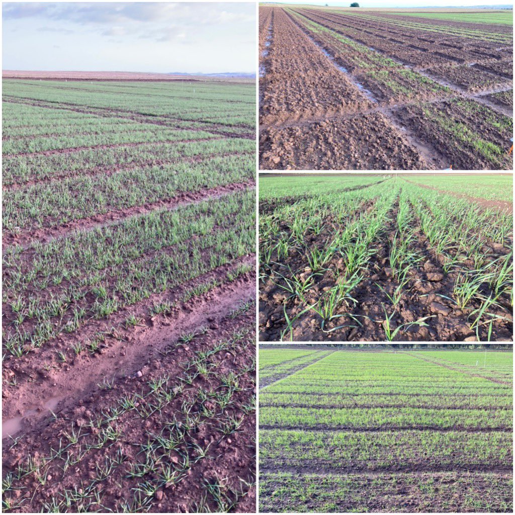scotlandscrops's tweet photo. A look over the plots at the demo site this morning - plots are looking good 👍
Quite mild temperatures for this time of year & it shows with the growth in some of the plots.
#Bayerfielddays #varietyplots #weedscreen #fungicidetreatments https://t.co/sbcSomBThU