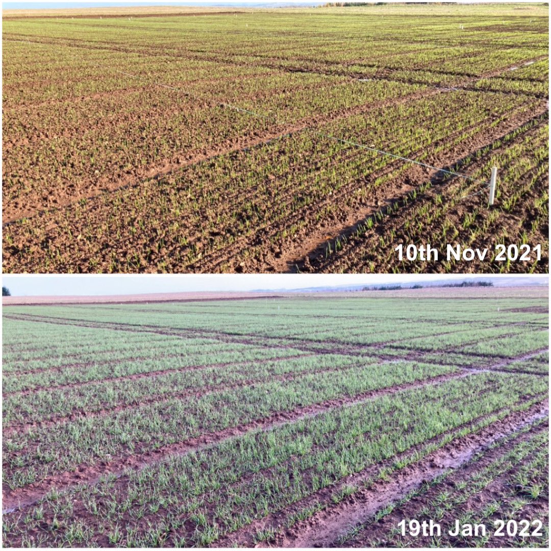 scotlandscrops's tweet photo. A look over the plots at the demo site this morning - plots are looking good 👍
Quite mild temperatures for this time of year & it shows with the growth in some of the plots.
#Bayerfielddays #varietyplots #weedscreen #fungicidetreatments https://t.co/sbcSomBThU