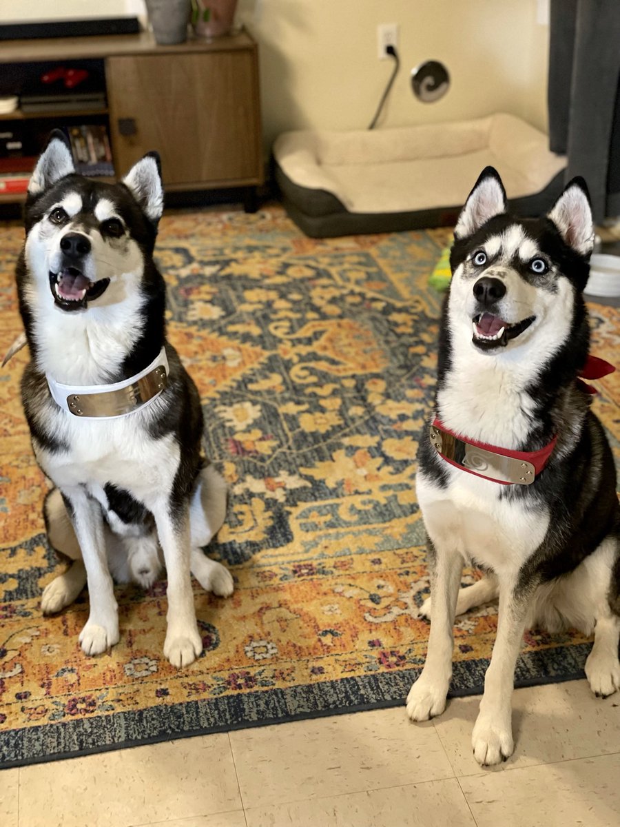 Brittanicoleart's tweet photo. @steven__rea My furbabies Frost and Bruno https://t.co/azTW854lZs