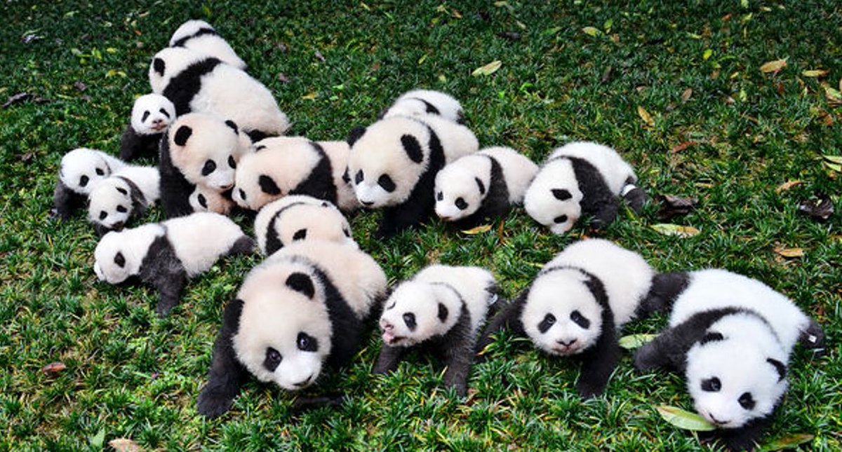 Daily dose of $CUTE : Baby Pandas 🐼🥰🤏🏼 #xrpcutie #cutiesunite #XRPLCommunity #XummCommunity #xrp #pandas