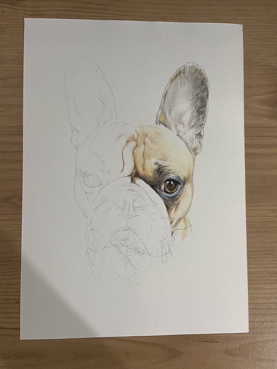 French Bulldog Portrait 1/3 #sketch #art #dogdrawing #drawing #frenchie 
#frenchbulldog #artwork #illustration #colouredpencil #pencilart #pencildrawing #portraitart #colouredpencilart