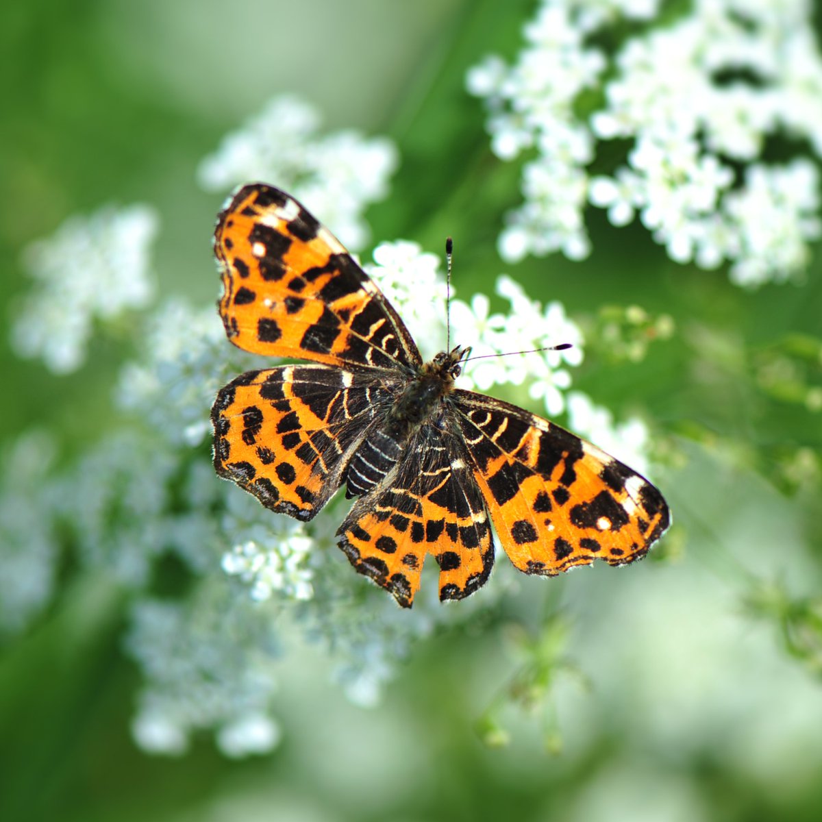 hansphilipsen's tweet photo. #januarivlindermaand op initiatief van @NathalieNatuur. Vandaag op dag 19 het Landkaartje (voorjaarsversie). https://t.co/ypmbwuyIEG