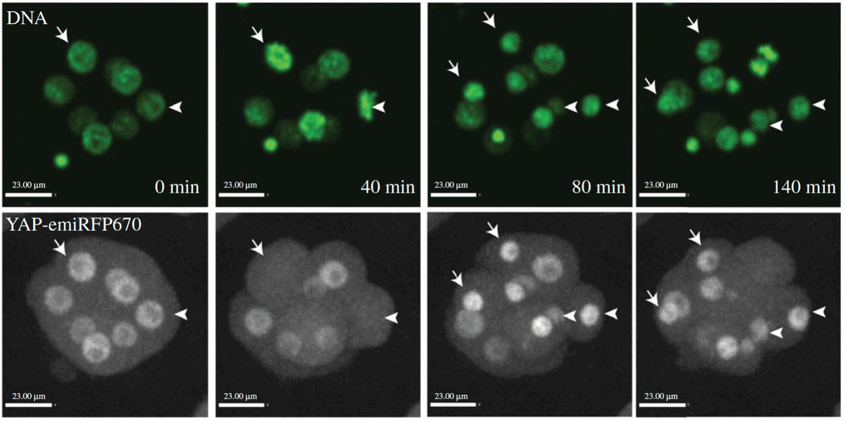 Seeing YAP in action. Happy to share our publication on the YAP fusion reporter. royalsocietypublishing.org/doi/10.1098/rs…
Thanks all co-authors for great collaboration!