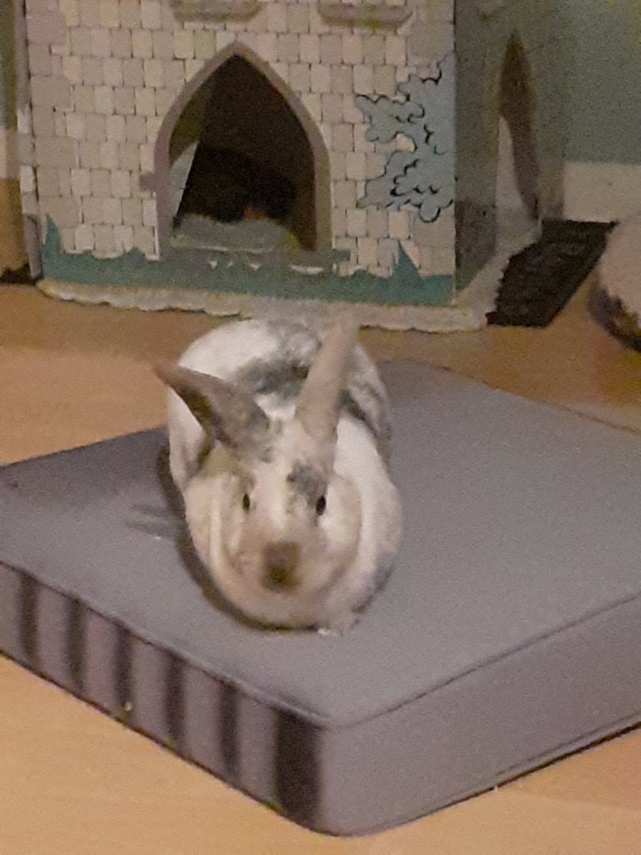 SehtiSehti's tweet photo. To all the buns involved in #21bss. I can now declare this one for finished. All parcels delivered, nothing lost, no cheaters this year and we didn't even call up one single secret elf. You are all awesome bunpals.See you all and hopefully many others in 10 months time for #22bss https://t.co/M3pcSjW6JD