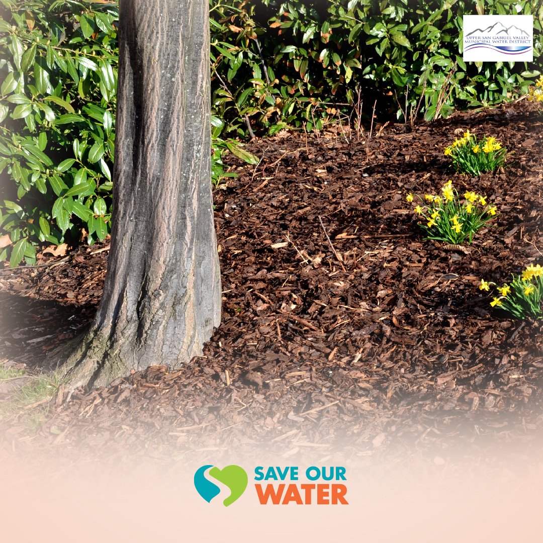 upperwatersgv's tweet photo. Incorporate mulch around shrubs and garden plants to help reduce evaporation, inhibit weed growth, moderate soil temperature, and prevent erosion. Adding organic matter and aerating soil can improve its ability to hold water. #EveryDropsCounts https://t.co/qbqex8qG1M
