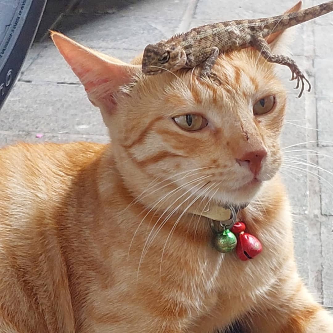 Daniel Kaurranny tweet media