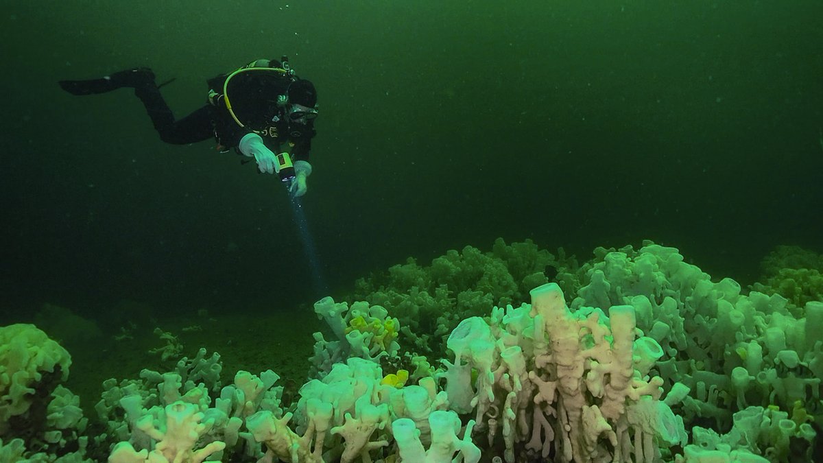 HoweSoundBRI's tweet photo. Breaking news! Five more glass sponge reefs have received protection in Átl’ka7tsem/Howe Sound. 🎉🎉
Details: https://t.co/44J78AfADJ

📷 Adam Taylor https://t.co/RMSasDTvF3