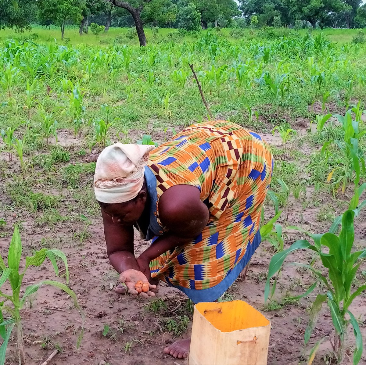 WABES_'s tweet photo. Nature is generally declining less rapidly in #indigenouspeoples’ land than in other lands, but is nevertheless declining: @IPBES #GlobalAssessment

@AbdulAw233: Assessing #communitybased #biodiversityconservation strategies of parklands &amp; impact on livelihoods in #Ghana
@iki_bmu https://t.co/30IG1enc6A