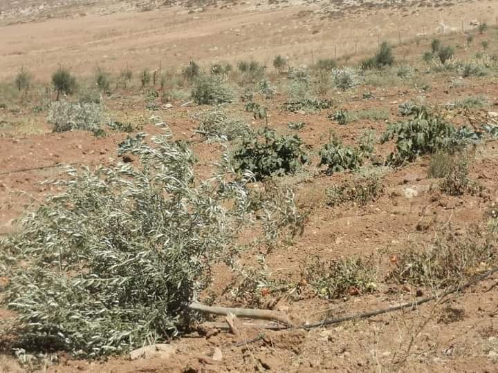дерево тенере нигер. оливковое дерево на родосе. где в палестине растет олива. еврейское дерево гаркад. олива лавролистная.