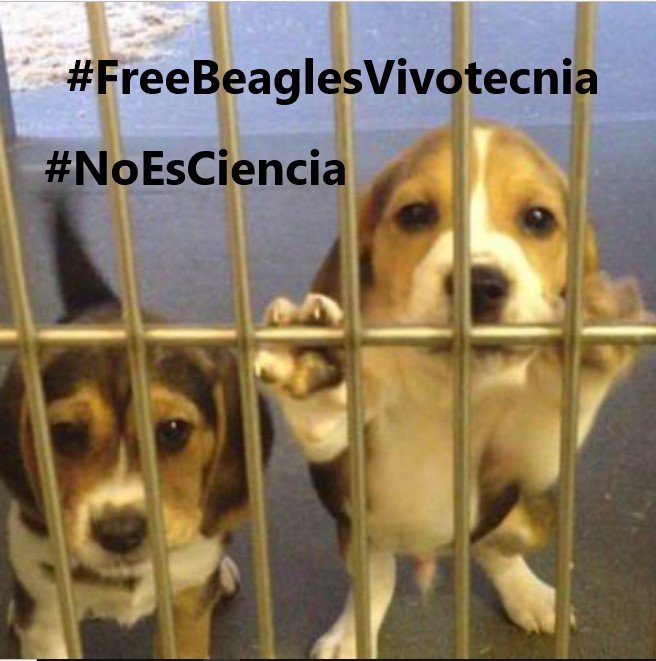 Animalistas con toda el alma 
Escribe hashtag 
#FreeBeaglesVivotecnia 
<a href="/marmotasocial2/">Rafael Fernandez</a> <a href="/protectoramara/">MARA asociación murciana de rescate de animales</a> <a href="/DejandoHuellaAB/">Dejando Huella Albacete</a> <a href="/DogPlanetSpain/">Dog Planet</a> <a href="/SosAbuelos1/">SOS Abuelos</a> <a href="/mnavanog/">MartaNN 🍉</a> <a href="/DesventurasCleo/">Difusiones Cleo</a> @Animalesybichos <a href="/almanimal2019/">KARMA</a> <a href="/Life4pitbullsM/">Life4pitbullsMADRID</a> @maolriaga <a href="/FeliVDDR/">FP ECO 🦊</a> <a href="/dodo/">The Dodo</a> <a href="/RefugiOceaniCAN/">Oceanican</a> <a href="/parraleu/">animalista</a>