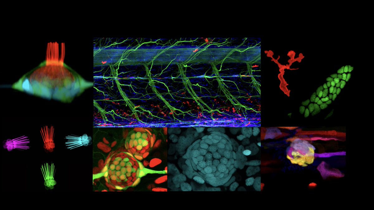 Looking for 2 highly motivated postdoctoral scientists to join our efforts to understand vertebrate sensory organ regeneration

Fully funded &amp; supported by state-of-the-art technologies &amp; <a href="/ScienceStowers/">Stowers Institute</a> expertise

Learn more:

stowers.org/careers/explor…
