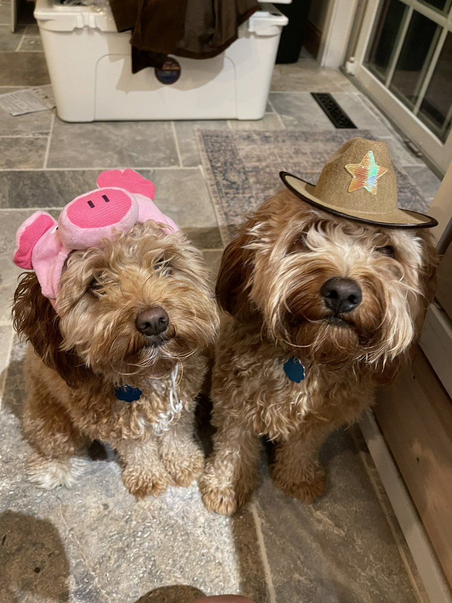 Everyone go say happy birthday to my dogs!