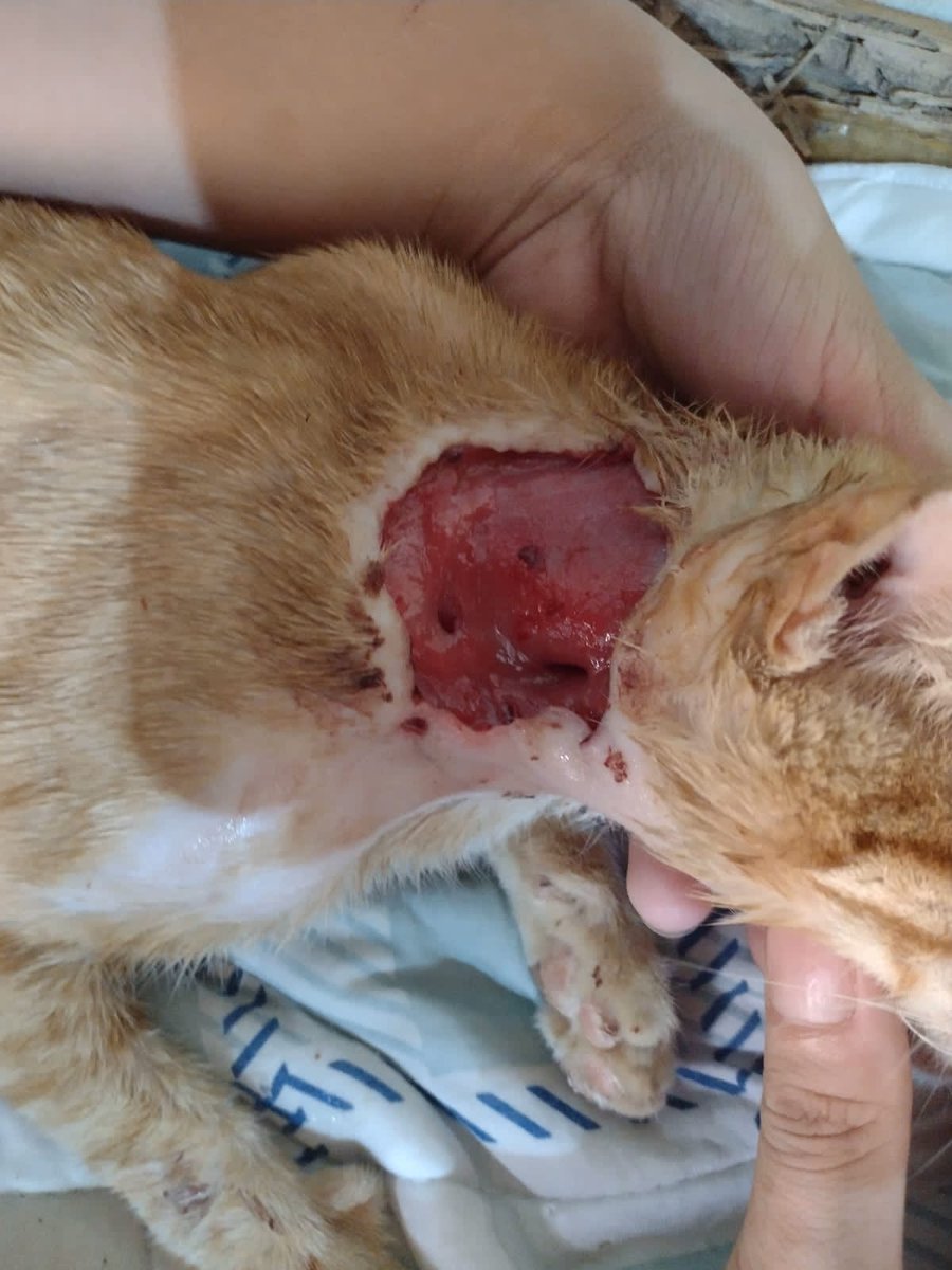 gatinhos_darua's tweet photo. gente, por conta do tamanho da ferida do pastel, usamos muitas gazes, soro e os remedinhos pra que ele se cure logo
Só que tudo já tá acabando e não conseguimos comprar mais, então precisamos de ajuda!

Quem puder ajudar, dar rt, divulgar, qualquer coisa, agradecemos muito https://t.co/cSzyOrva75