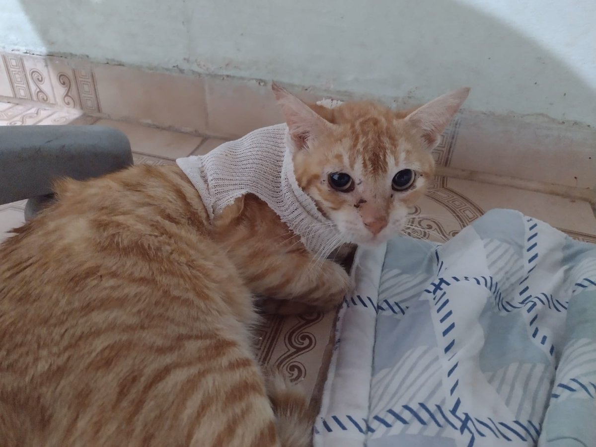 gatinhos_darua's tweet photo. gente, por conta do tamanho da ferida do pastel, usamos muitas gazes, soro e os remedinhos pra que ele se cure logo
Só que tudo já tá acabando e não conseguimos comprar mais, então precisamos de ajuda!

Quem puder ajudar, dar rt, divulgar, qualquer coisa, agradecemos muito https://t.co/cSzyOrva75