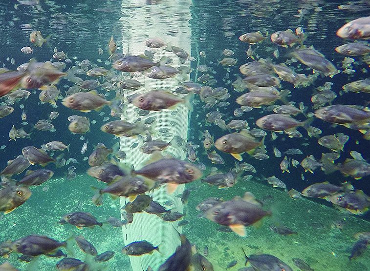 Ctaqua_CT's tweet photo. 🐟La #acuicultura española trabajará en la consolidación
del cultivo de #seriola
👉https://t.co/UasusL4GFh
@mapagob #FEMP #PLANASER
@ULPGC @univcadiz @UPV @agenciaiisi https://t.co/JTbhh0B8CG