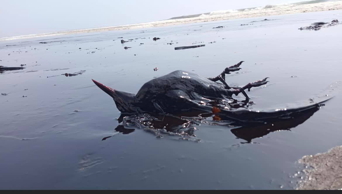 suyaybix's tweet photo. Esta avecita muerta parece un zarcillo, esta especie ya estaba considerada como vulnerable por los riesgos que corre su hábitat . No queremos más ecocidios, sanción y reparación ahora. ¡Fue REPSOL! https://t.co/6NfWw5VMh0