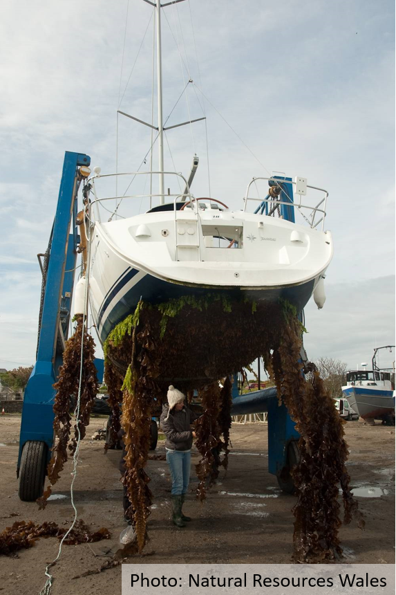 BioDataCentre's tweet photo. Alongside the #CheckCleanDryIrl campaign we are developing Invasive Alien Species Pathway Action Plan’s with Angling &amp; Boating working groups.  

Obj. #2 of plans: increase awareness of biosecurity✅ 

Have your say before 4th Feb: https://t.co/q9WDh7VFuM
#ReportInvasives https://t.co/QqPBiviMWs