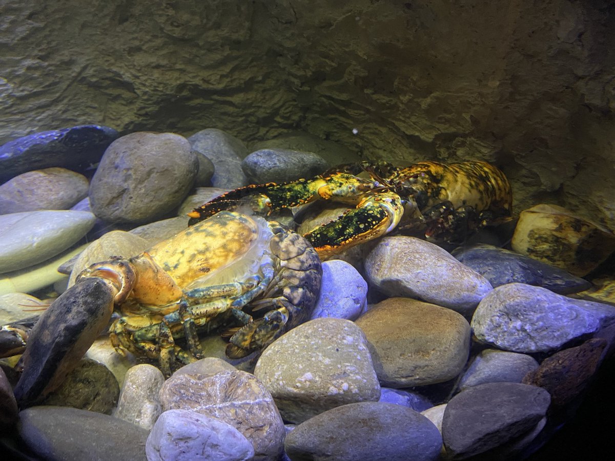 VLMuseum's tweet photo. Freckles has shed his shell recently, and is looking more calico and fresh than ever! The Aquariums Team left his molt in the exhibit with him for a day as sometimes they will eat parts of it, and also they didn't want any added stress while he was soft. #VALivingMusuem #Lobster https://t.co/hxKWp1npZF