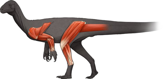 DoubleBeam's tweet photo. A really cool new 🦕-omorph paper just dropped! It's an awesome limb myological study/reconstruction on my favorite sauropodomorph #Thecodontosaurus by @BallellPalaeo et al. I love an agile Theco 😊 & check out that awesome reconstruction by @SerpenIllus! https://t.co/Y0PNSicSic