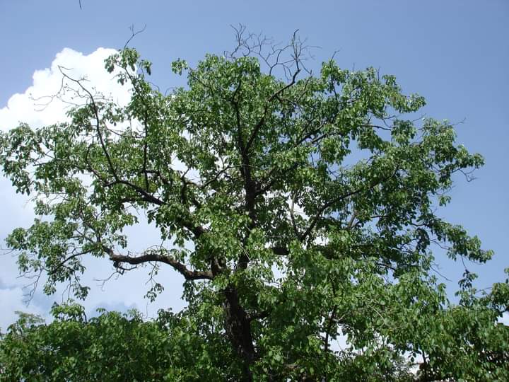 yemberzal's tweet photo. #Tral, Kashmir the walnut tree stands tall, who has seen generations is awaiting new generation #KashmirExodus1990 #KashmiriPanditGenocide its 32 years away from home in exile the pain lives with us #19thJan1990 https://t.co/Et5Y3rzNdr