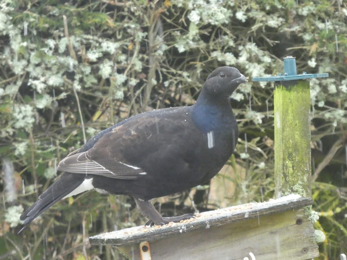 My neighbour recently had black grouse visiting their bird feeder, has anyone else ever seen this or is this perhaps a first.