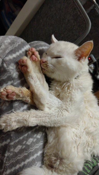 25歳のご長寿猫 へちまさん と飼い主の想い 生きている今 ありがとうと伝えたい 女子spa