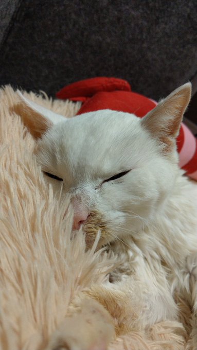 25歳のご長寿猫 へちまさん と飼い主の想い 生きている今 ありがとうと伝えたい 女子spa