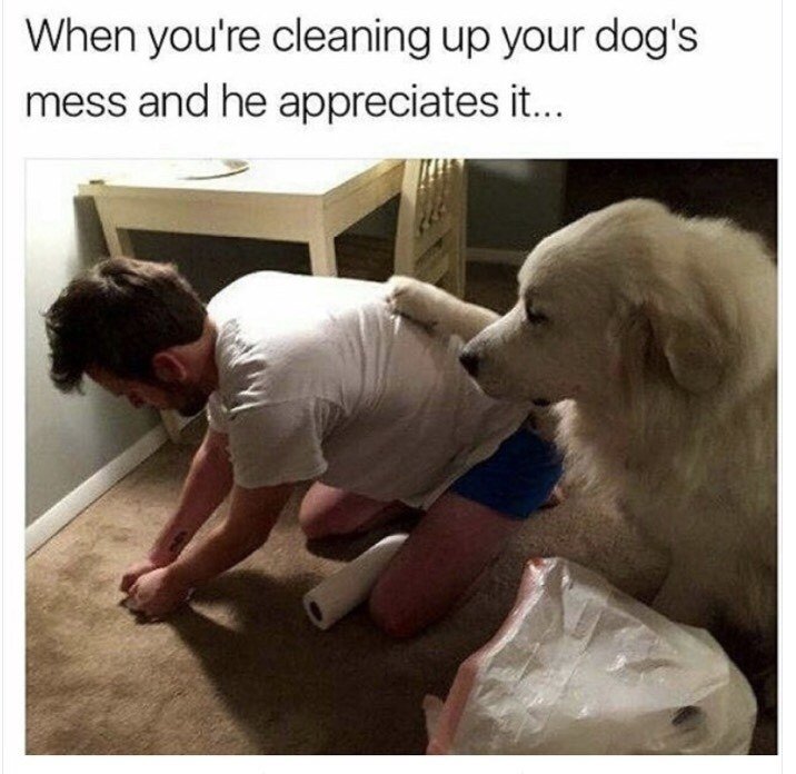 PetifyUAE's tweet photo. How considerate 😂

#Petify #UAEpetshop #UAEpets #UAEdogs #DubaiDogs https://t.co/tSjQlRVGdX