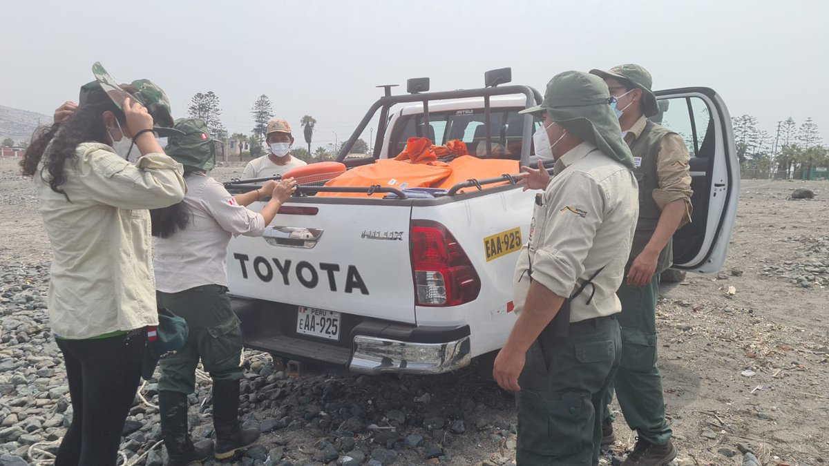 SERNANP's tweet photo. Personal del @SERNANP se encuentra en diferentes espacios de nuestras Áreas Naturales Protegidas atendiendo emergencia ambiental producida por derrame de petróleo. En Playa Pocitas, en la Zona Reservada de Ancón, se está apoyando en la extracción de hidrocarburo. https://t.co/7rD9ixFHFC