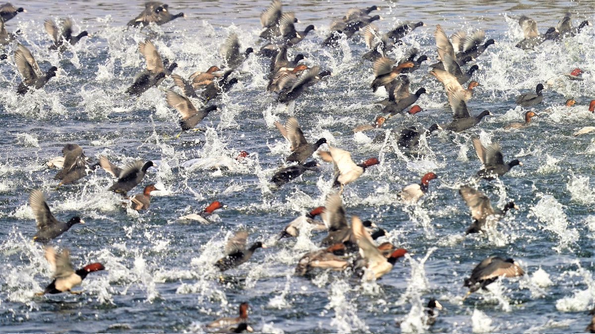 Asian Waterbird Census 2022 at Haiderpur Wetland resulted in an impressive bird count of 30,129 birds of 89 species.
 #AWC2022 #wetlands #conservation #AsianWaterbirdCensus
@RamsarConv
 @WetlandsInt_SA @BNHSIndia @birdcountindia @WetlandsInt