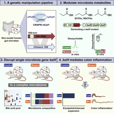 Now online! A pipeline for the genetic manipulation of non-model gut microbes enables single-gene, functional interrogation of bacteria in a complex microbial system
#microbiology #sciencetwitter
bit.ly/3o1qNOv