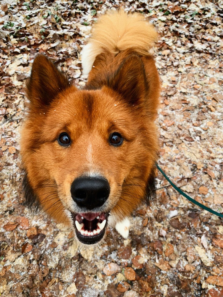 Dogs of the Internet tweet media