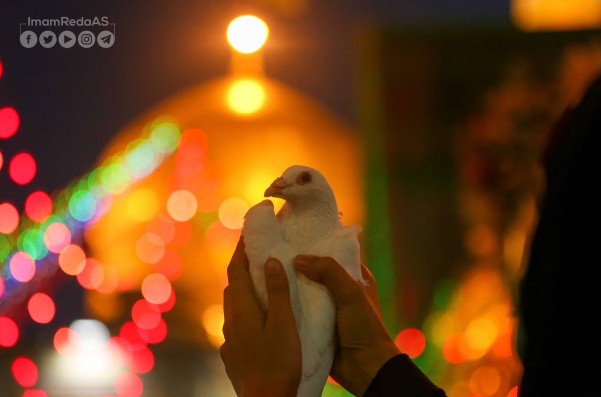 حتّى حمَامُ مَشهَدكَ لاَ يُشبِهُ كُلّ الحمَام 
مَحَظُوظٌ بِأُنسِكَ يُرَفرِفُ حَولكَ
 بِأَجنِحَةِ حُبٍّ وهيَام 
 يَا عَليّ بنَ مُوسَىٰ ..♥️