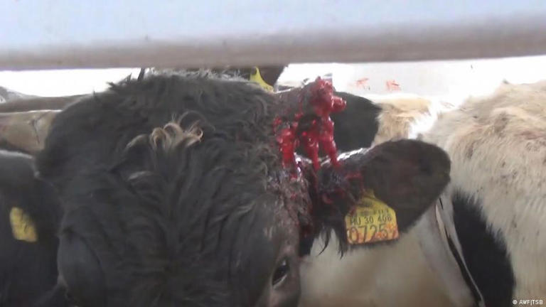 RitaSiebrecht's tweet photo. #Lobbyverbände wollen diese #Qualen an #Tieren nicht emotional, sondern sozio-ökonomisch erforscht haben! #Profit über #Tierqual!! Widerlich, abstoßend, unethisch+ unmoralisch ohne jegliches Gewissen gegenüber fühlenden #Lebewesen! Diese Richtung darf die #Politik nicht gehen!! https://t.co/gIRXtRGm9A