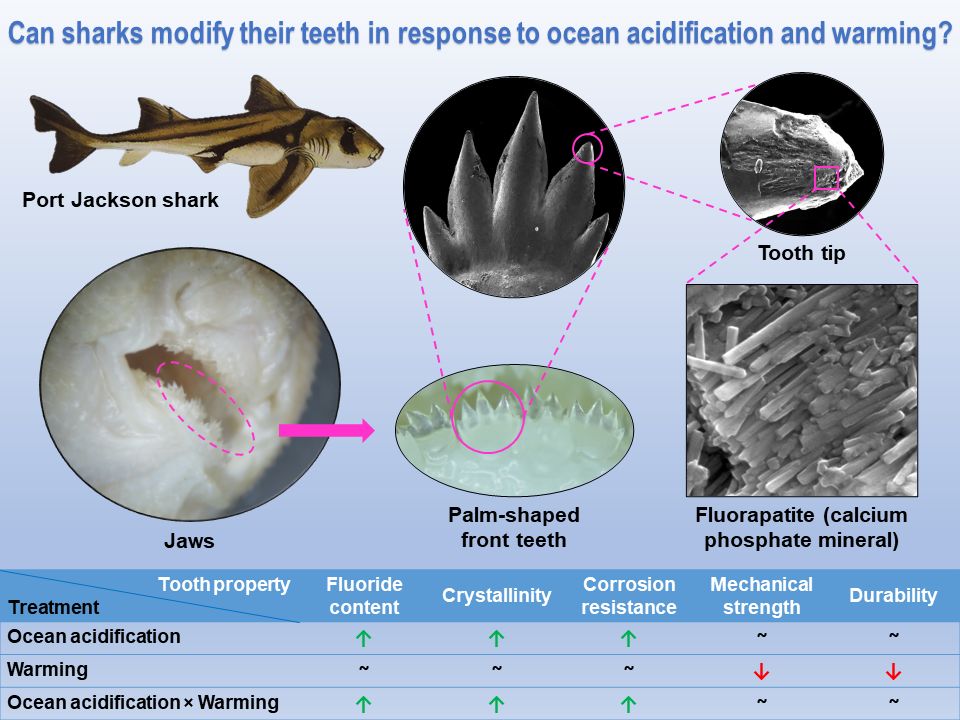 GlobalChangeBio's tweet image. || NEW RESEARCH ||
Shark teeth can resist #oceanacidification

📄 bit.ly/3KlbVnx
@jleung0919 @Sean4Sea