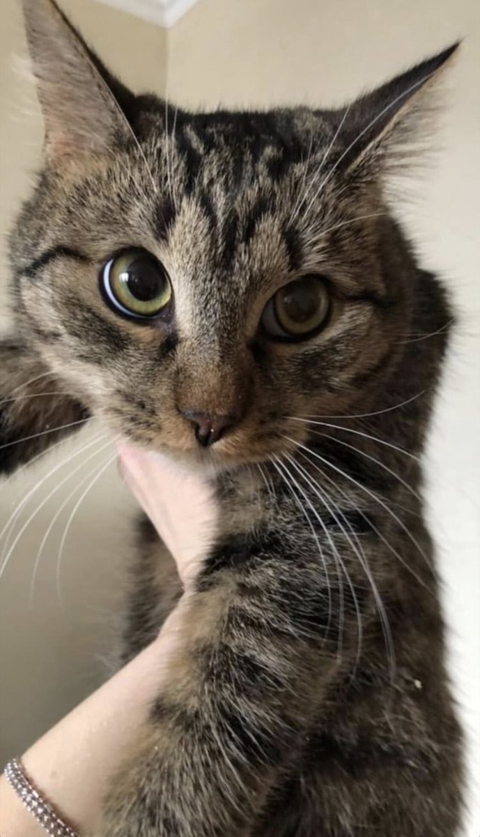 Сестра пристраивает кота, может поможем сделать это простое и доброе дело. Ретвитим)
Он очень ласковый и добрый )