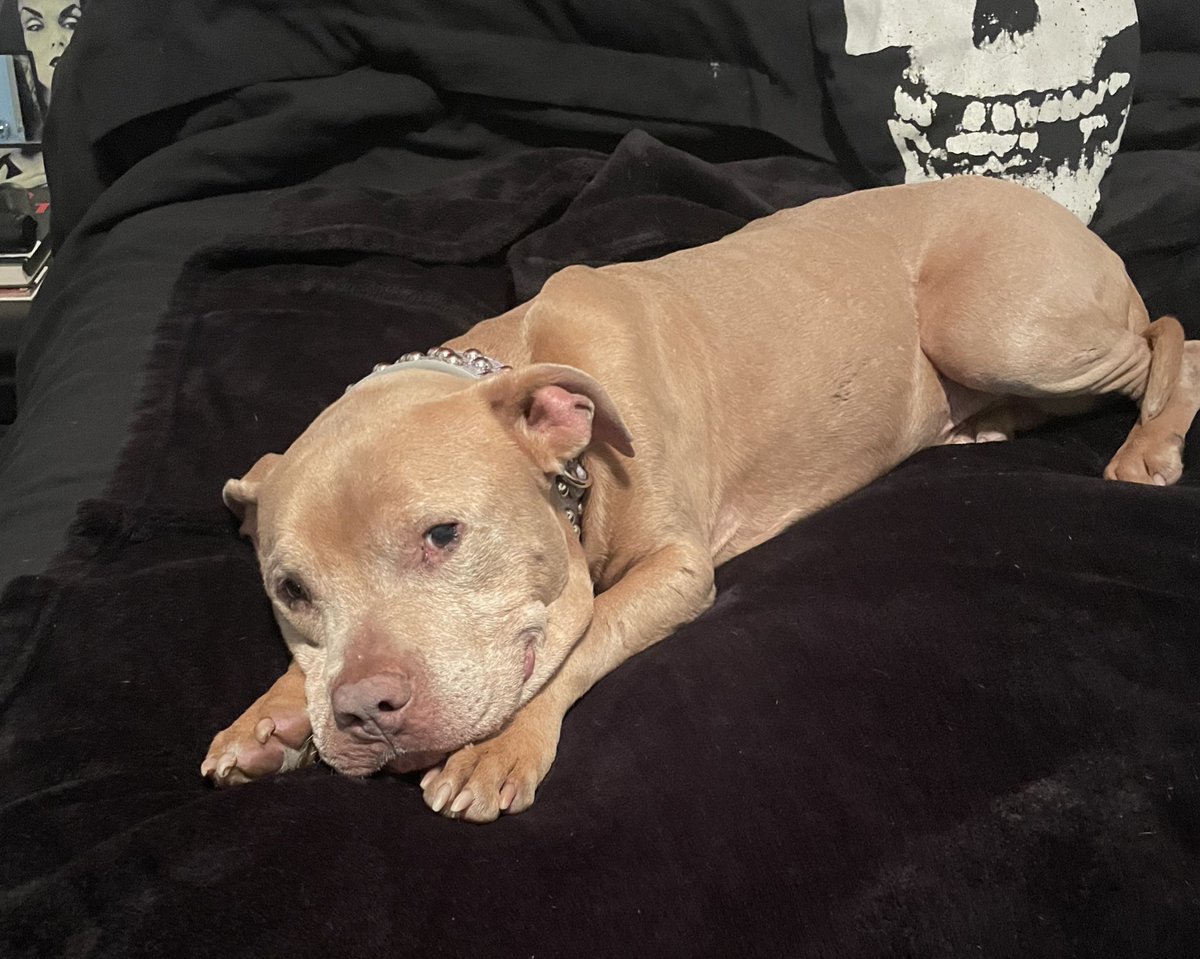 acevonjohnson's tweet image. Please follow my friends at @PittiePink here on twitter. They just started their account, and are doing wonderful things for dogs in #Nashville. It’s also where Rufus came from! ❤️🐶