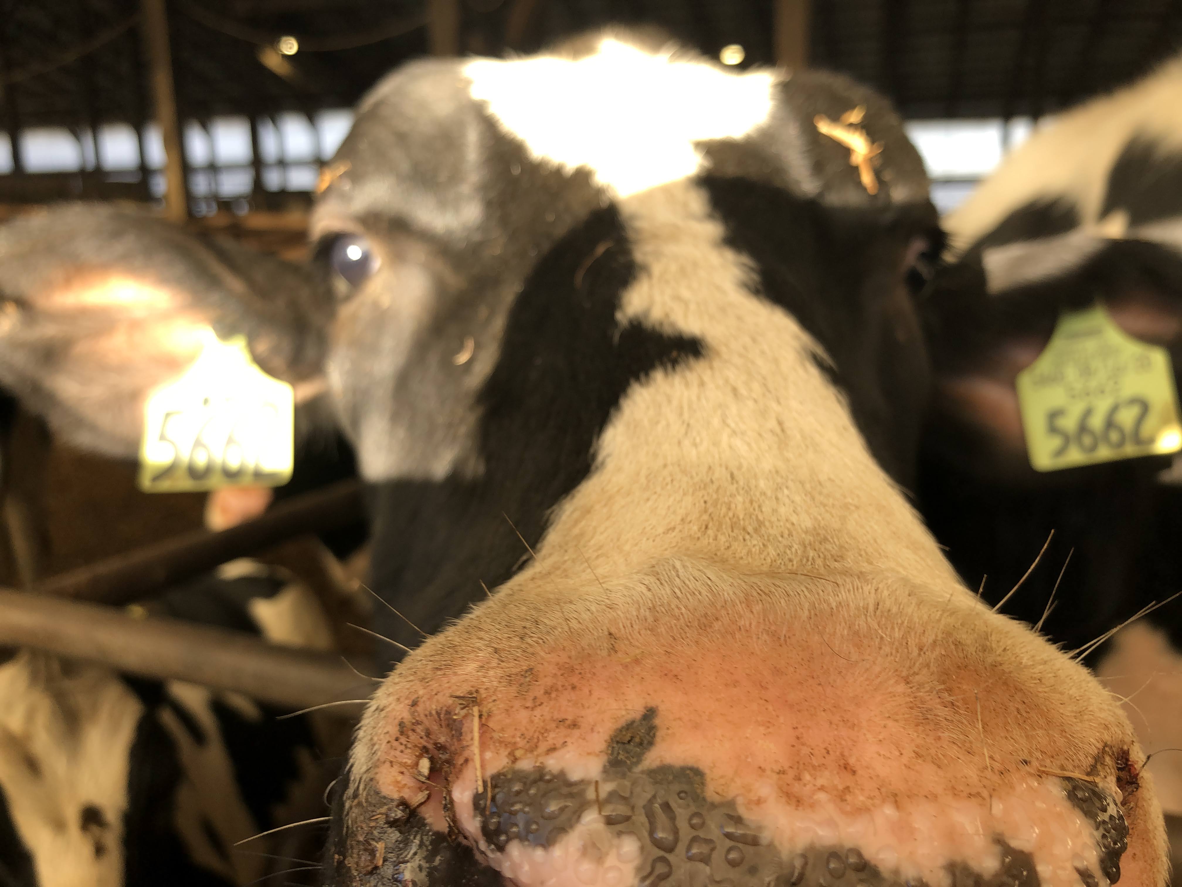 MSU Kellogg Farm (@msu_kelloggfarm) / Twitter