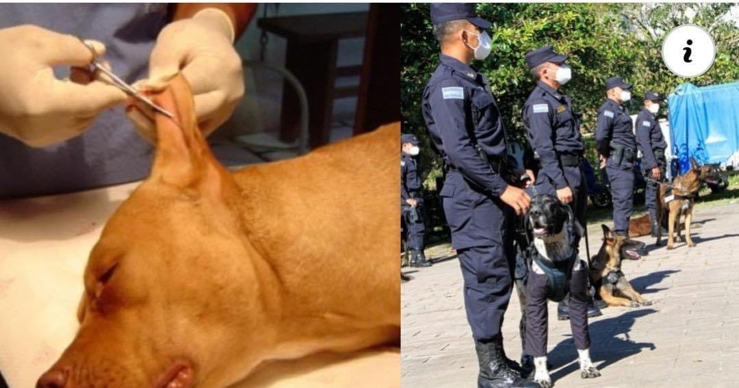 ComandoESA's tweet photo. Nueva ley castigaría hasta con 10 años de carcel a todo aquél que corte orejas y cola de los perros.

Quedan advertidos. https://t.co/c001a8ZxGv