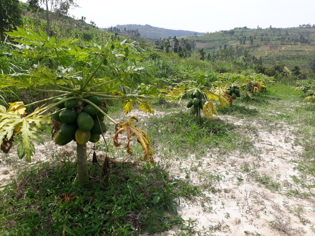 amaniruk's tweet photo. #FarmFirst. Papaya on top. Order our weekly harvested Fresh fruits through https://t.co/8ML9sHXGnf https://t.co/vy2DhDsSnx