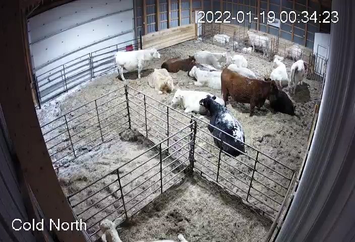 Calving is on the go...
14 Heifers &amp; 2 Bull Calves to date and everyone has been early. 

#Calving22