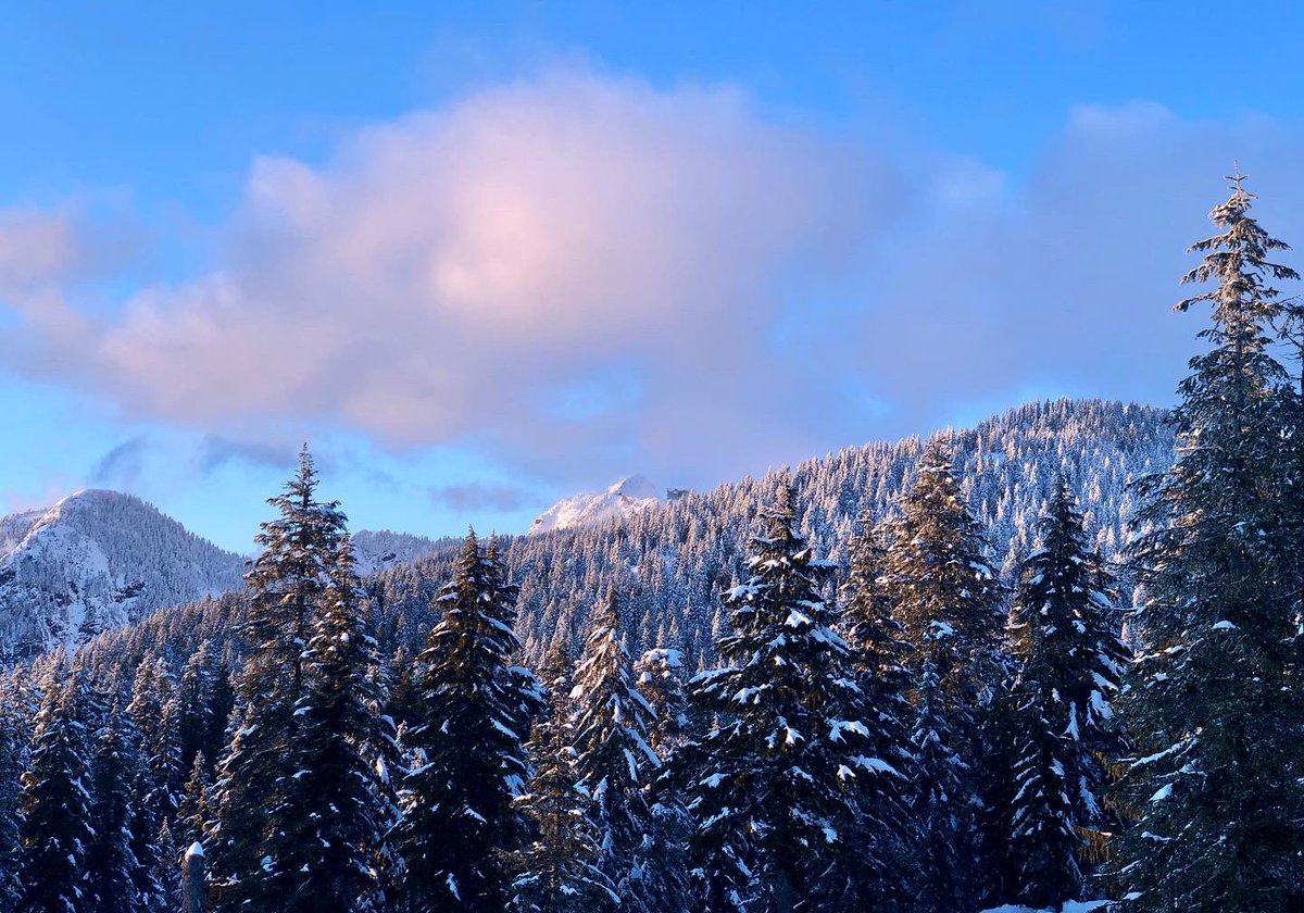 Muskoka Roastery tweet media