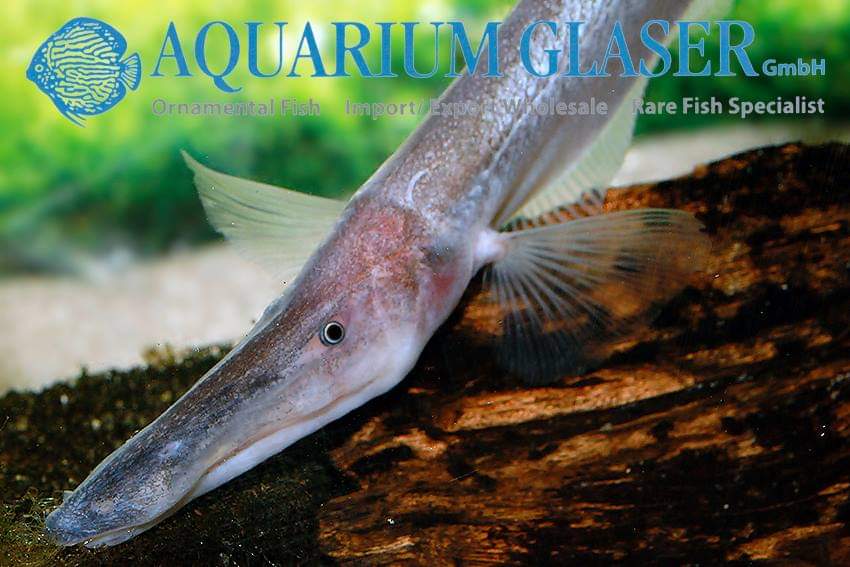 Gabby Commisso tweet media