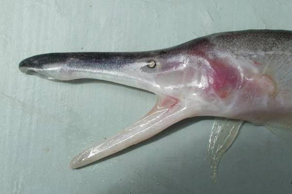 Gabby Commisso tweet media