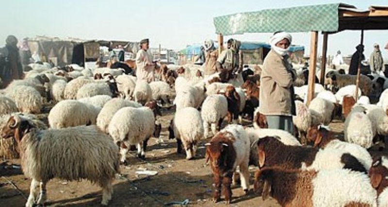 ارتفاع أسعار الشعير يهدد الثروة الحيوانية في #السعودية.
 
sabq.org/PtwRcj