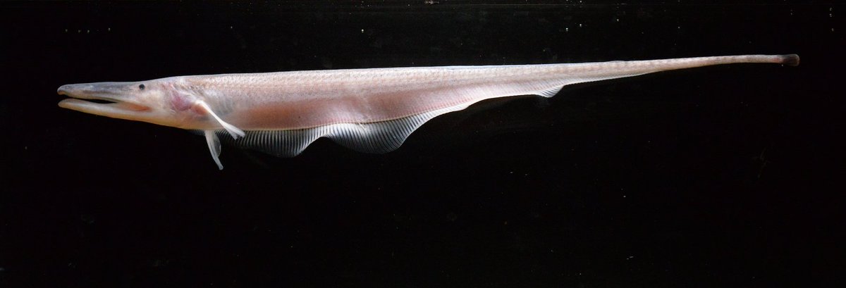 Gabby Commisso tweet media