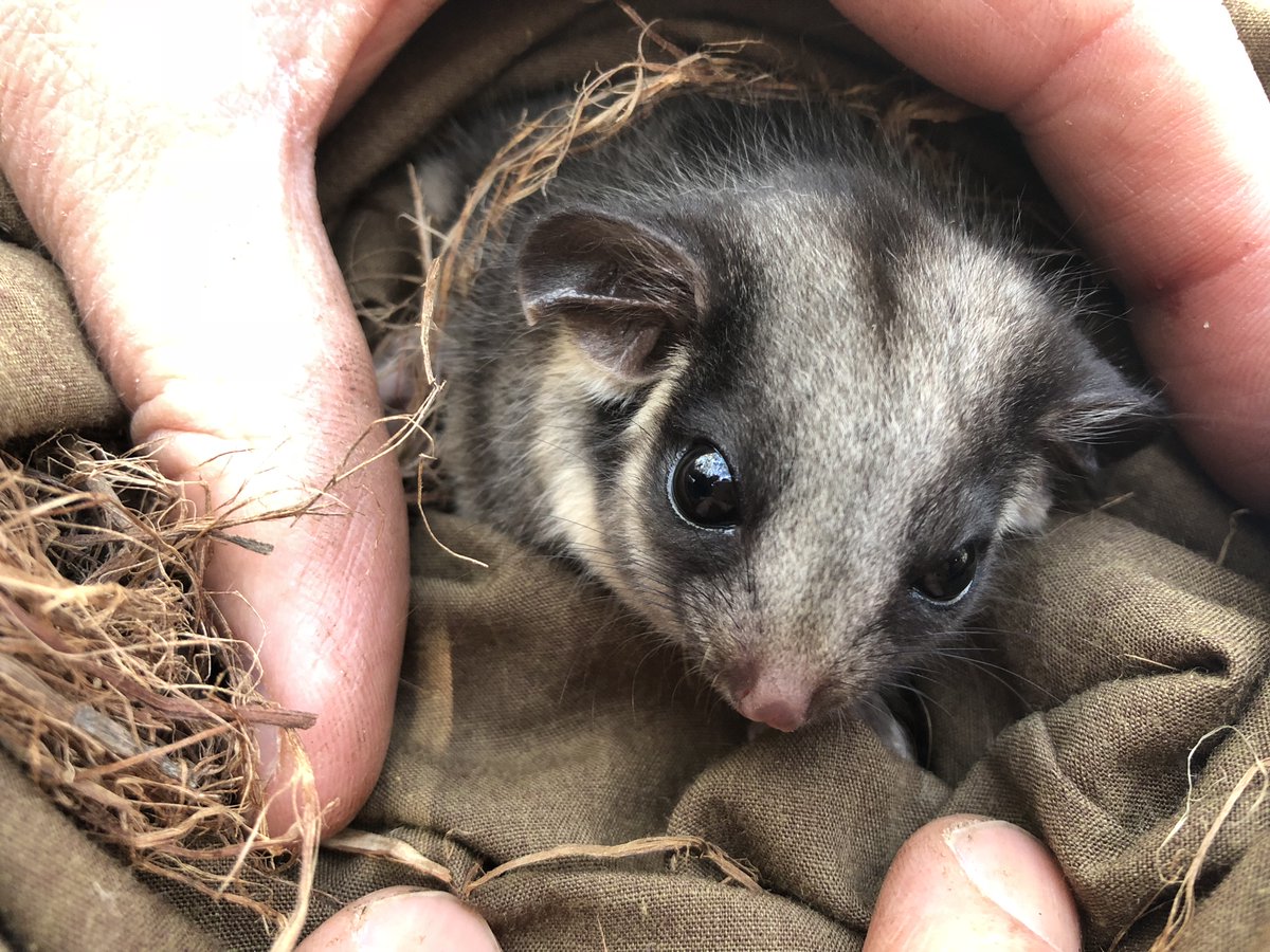 Arabella Eyre tweet media